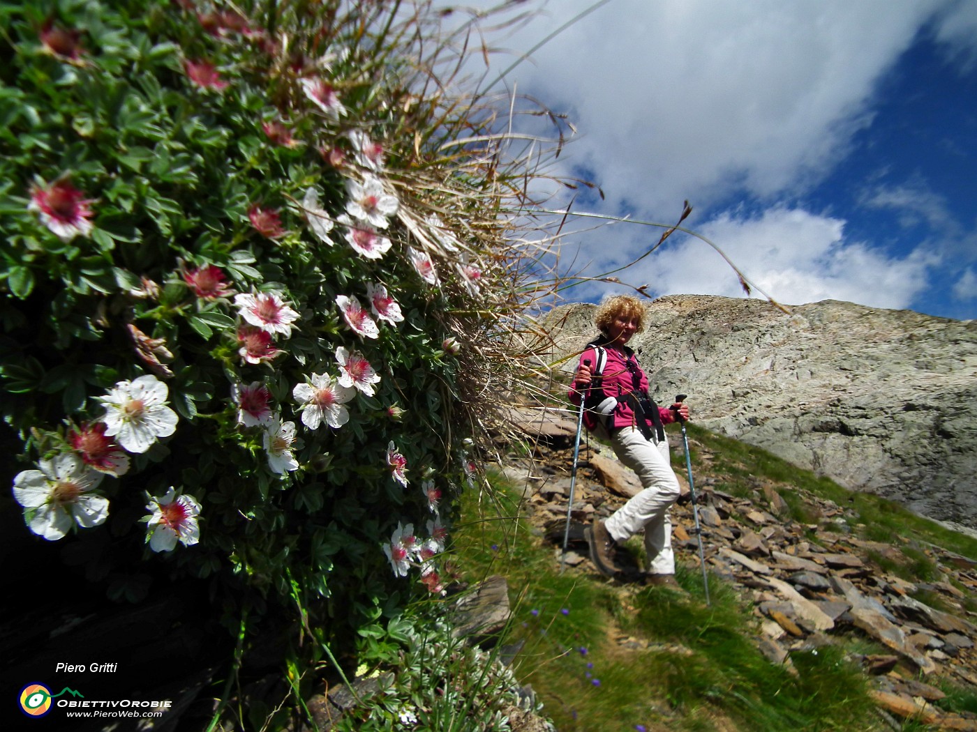 92 Fioriture di Camedrio alpino.JPG